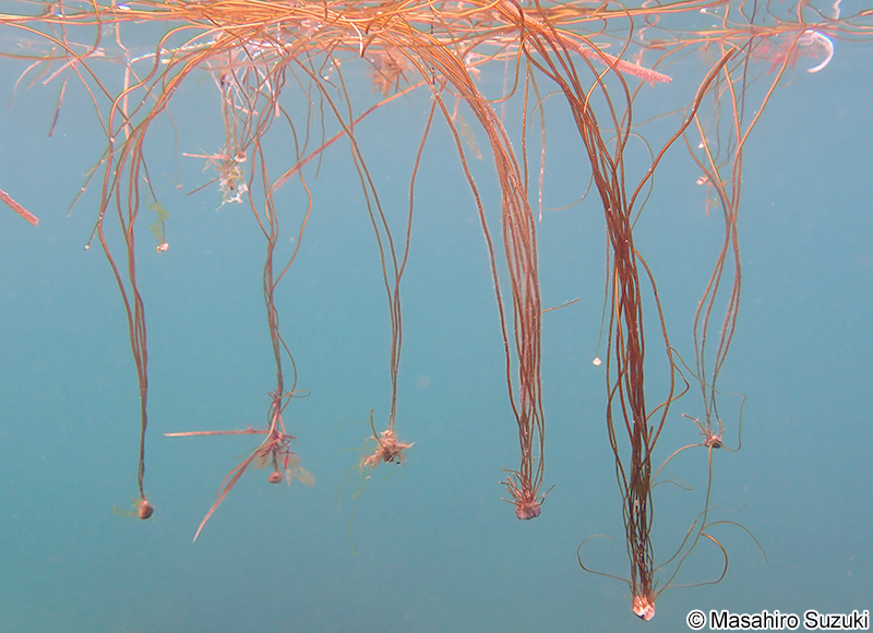 ツルモ Chorda asiatica