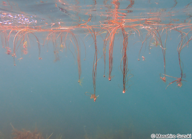 ツルモ Chorda asiatica