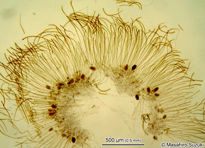 キシュウモズク Cladosiphon umezakii