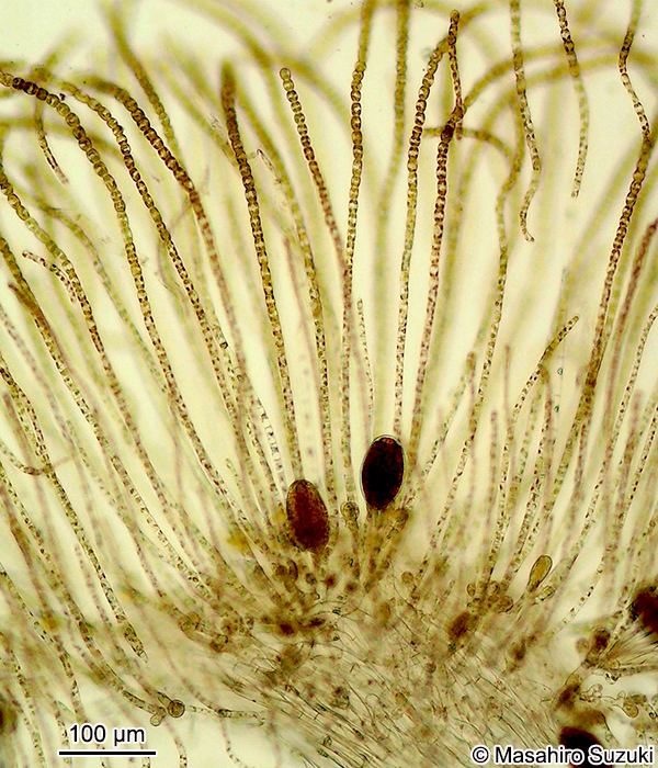 キシュウモズク Cladosiphon umezakii