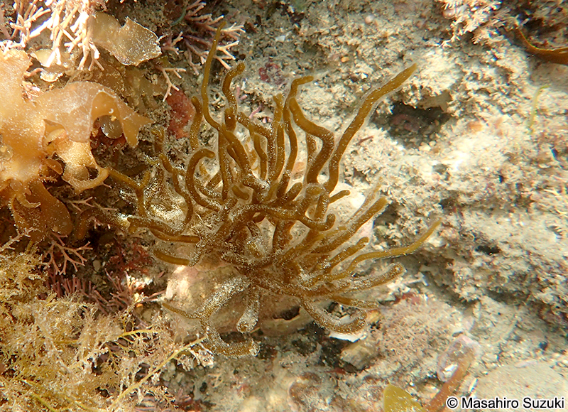 キシュウモズク Cladosiphon umezakii