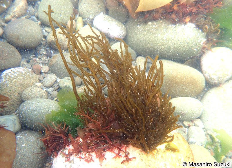 キシュウモズク Cladosiphon umezakii