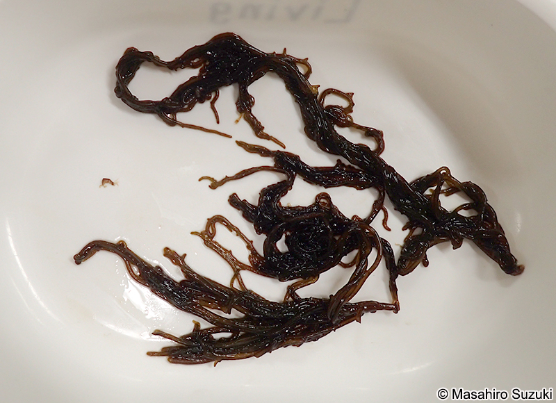 キシュウモズク Cladosiphon umezakii