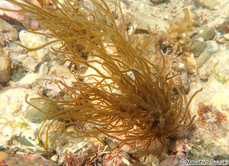 キシュウモズク Cladosiphon umezakii