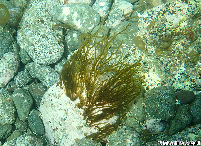 キシュウモズク Cladosiphon umezakii