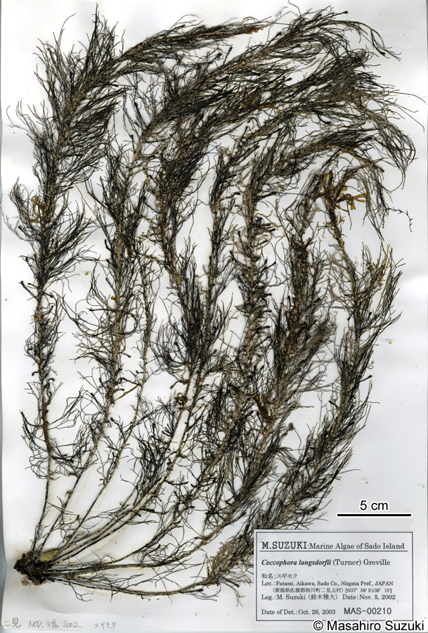 スギモク Coccophora langsdorfii