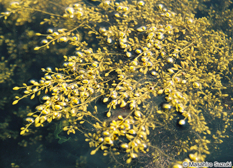 スギモク Coccophora langsdorfii