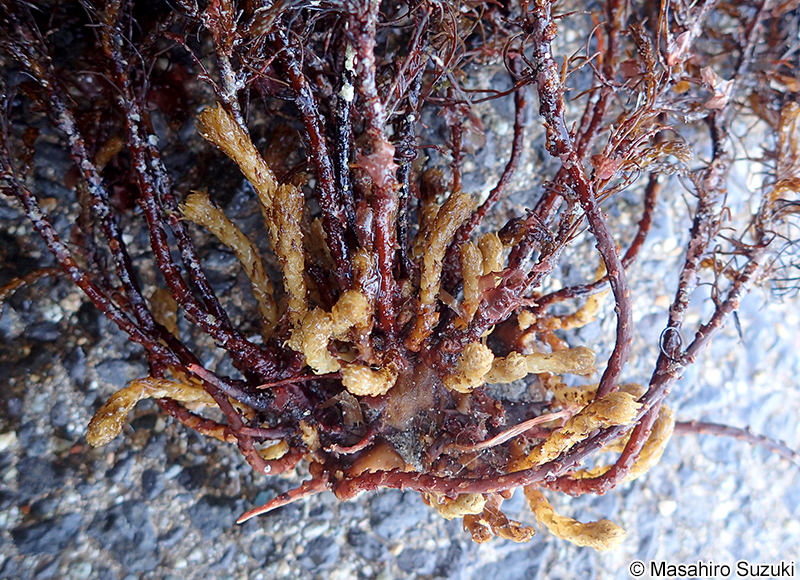 スギモク Coccophora langsdorfii