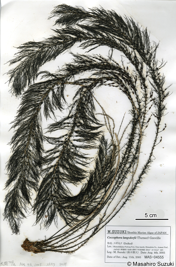 スギモク Coccophora langsdorfii