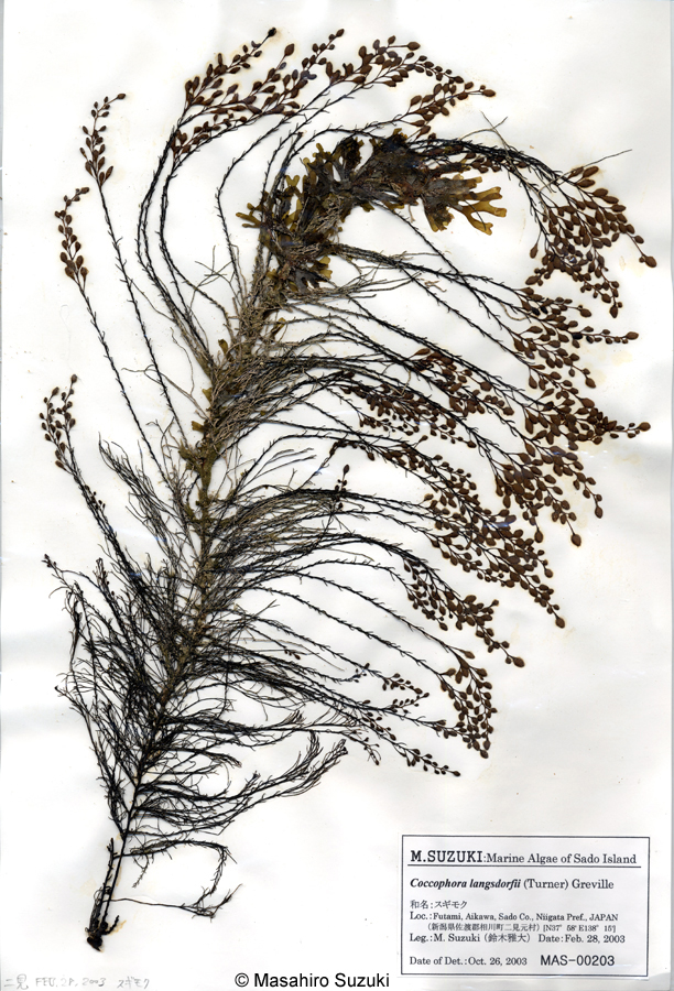 スギモク Coccophora langsdorfii