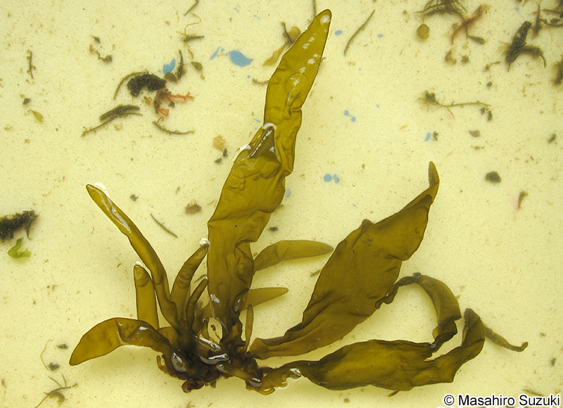 ワタモ Dactylosiphon bullosus