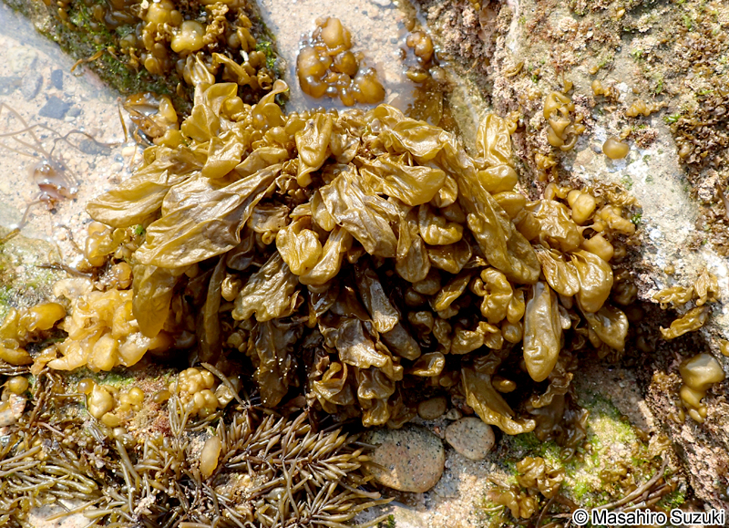 ワタモ Dactylosiphon bullosus