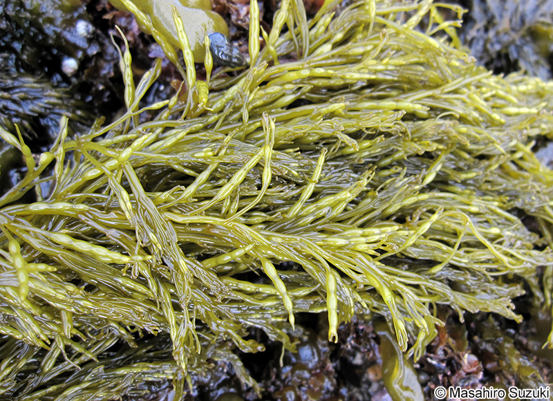 ウガノモク Stephanocystis hakodatensis