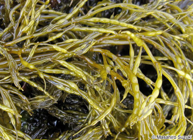 ウガノモク Stephanocystis hakodatensis