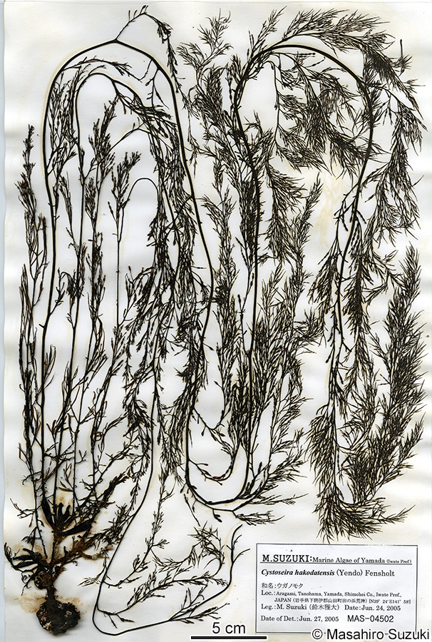 ウガノモク Stephanocystis hakodatensis