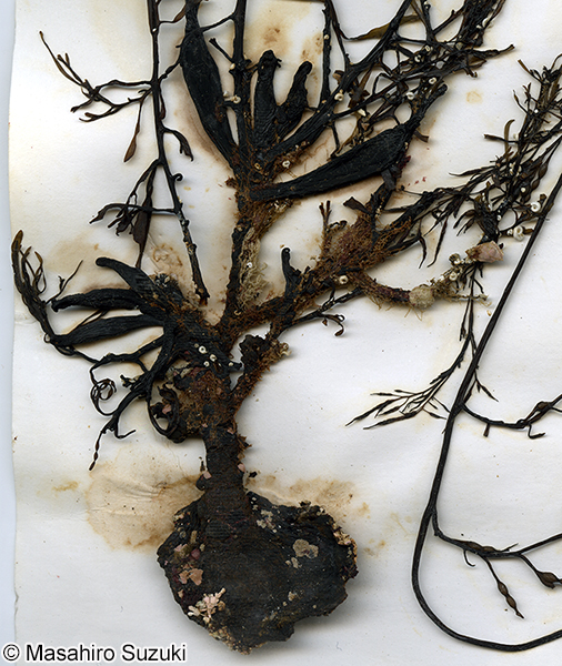 ウガノモク Stephanocystis hakodatensis