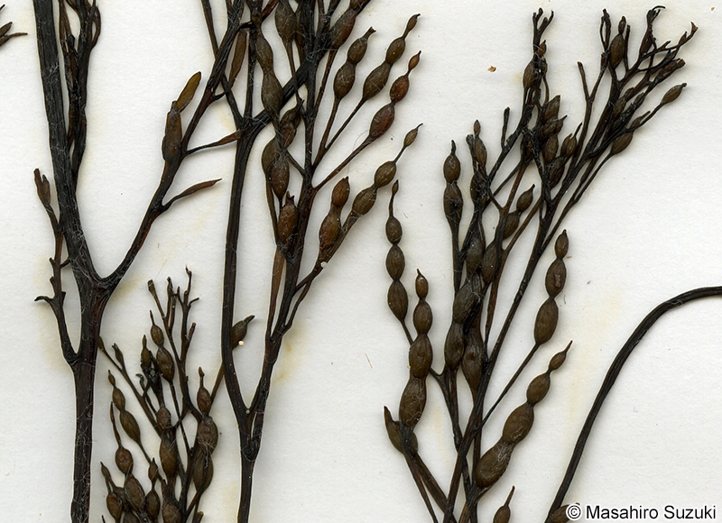 ウガノモク Stephanocystis hakodatensis