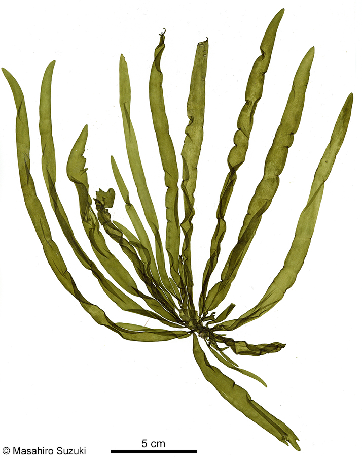 ホソクビワタモ Dactylosiphon wynnei