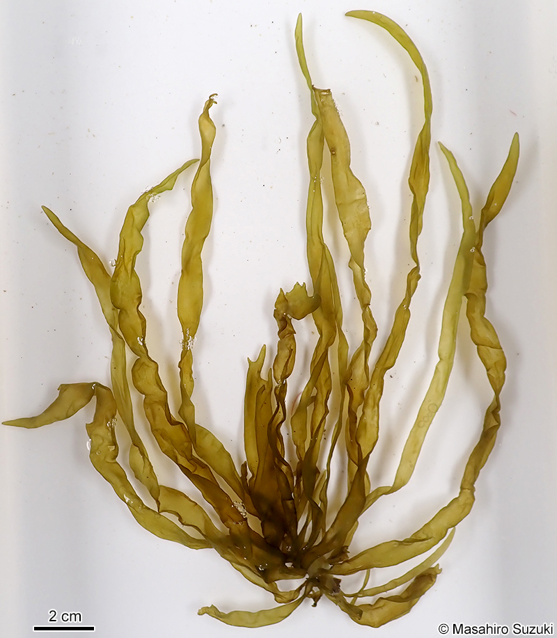 ホソクビワタモ Dactylosiphon wynnei