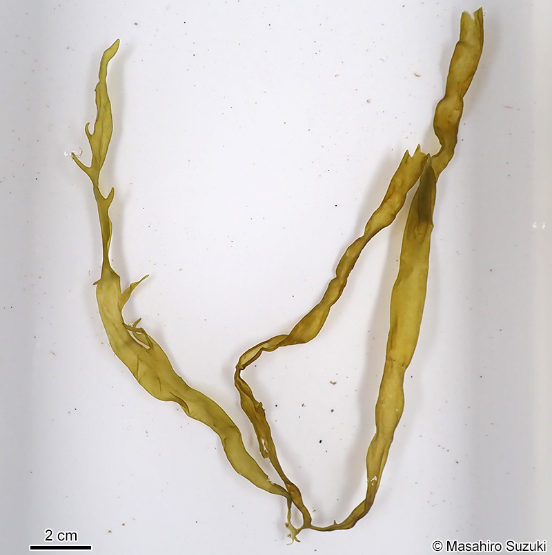 ホソクビワタモ Dactylosiphon wynnei