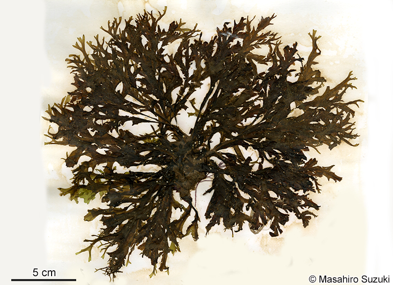 エゾヤハズ Dictyopteris divaricata