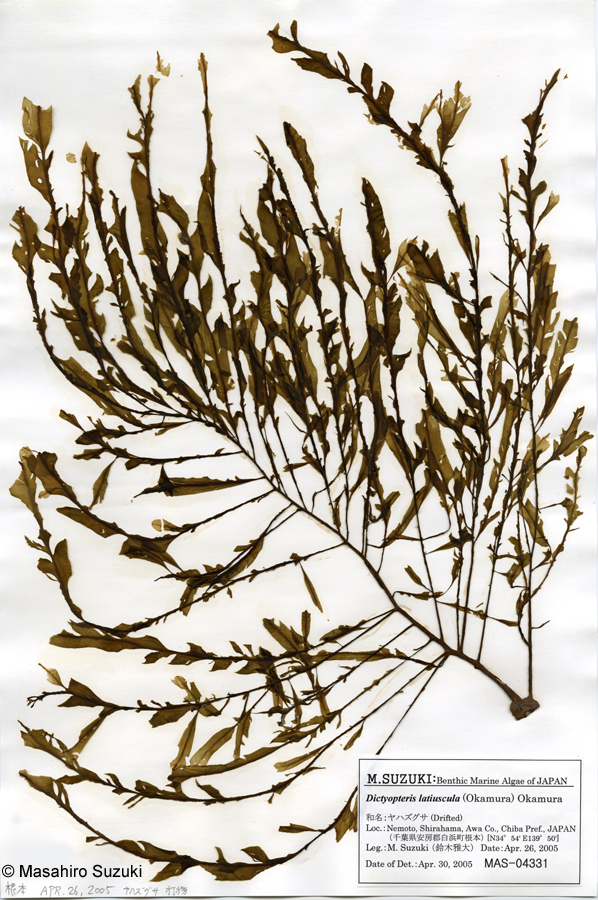 ヤハズグサ Dictyopteris latiuscula