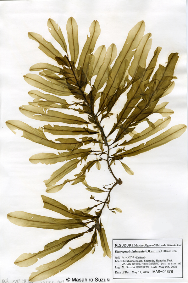 ヤハズグサ Dictyopteris latiuscula