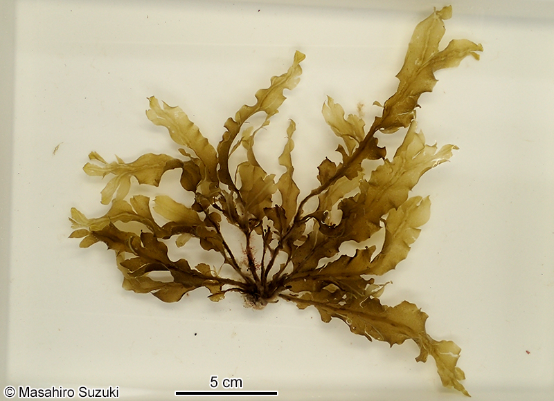 ヤハズグサ Dictyopteris latiuscula