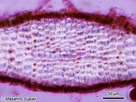 ヘラヤハズ Dictyopteris prolifera