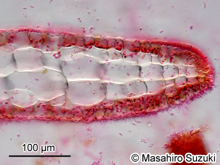 ヘラヤハズ Dictyopteris prolifera