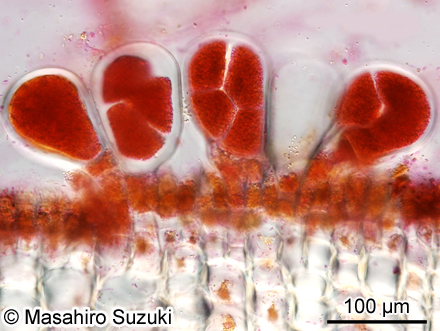 ヘラヤハズ Dictyopteris prolifera