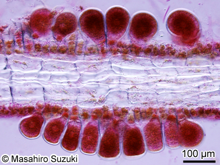 ヘラヤハズ Dictyopteris prolifera