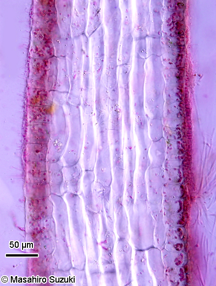 ヘラヤハズ Dictyopteris prolifera