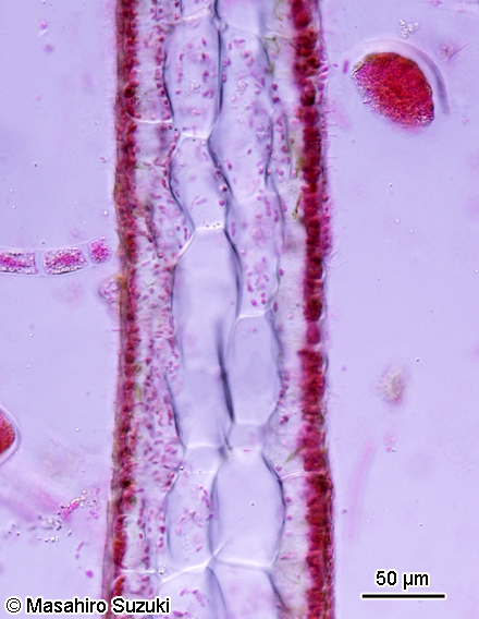 ヘラヤハズ Dictyopteris prolifera