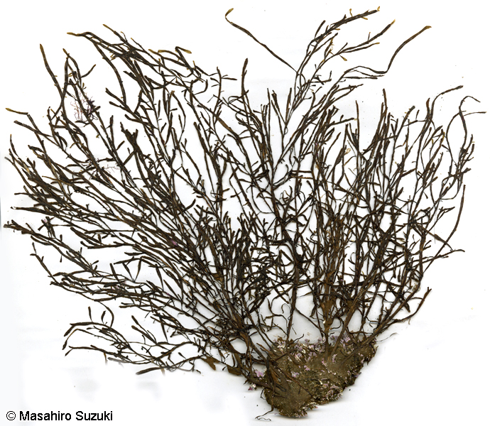 ヘラヤハズ Dictyopteris prolifera