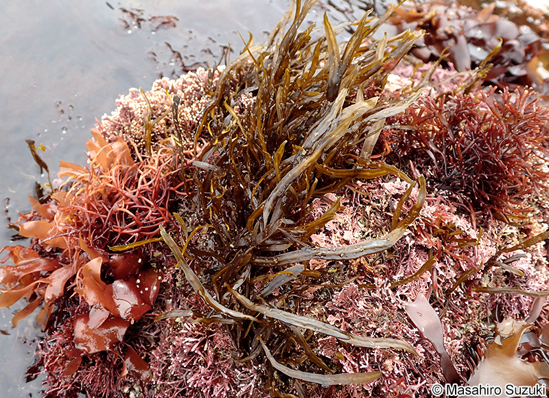ヘラヤハズ Dictyopteris prolifera