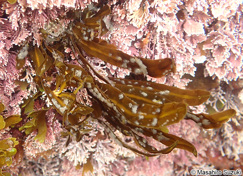 ヘラヤハズ Dictyopteris prolifera