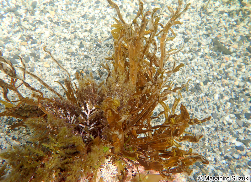 ヘラヤハズ Dictyopteris prolifera