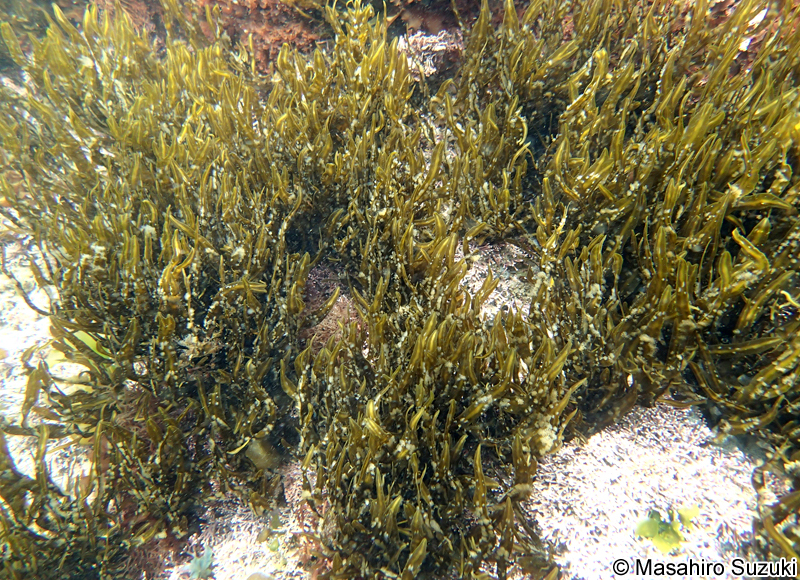 ヘラヤハズ Dictyopteris prolifera