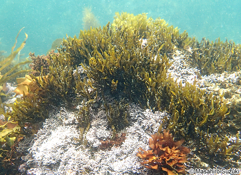 ヘラヤハズ Dictyopteris prolifera