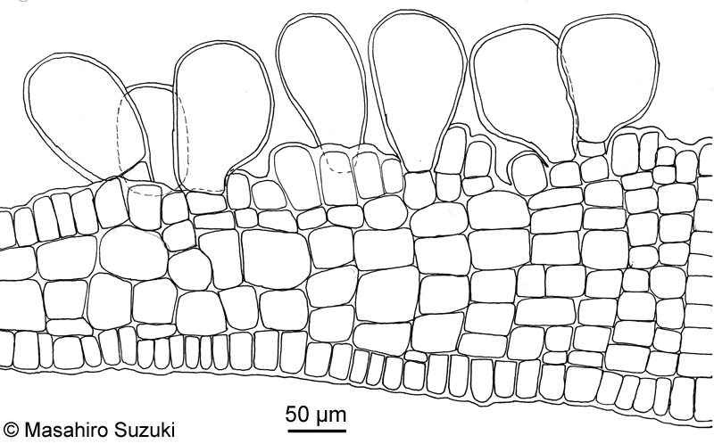 ヘラヤハズ Dictyopteris prolifera