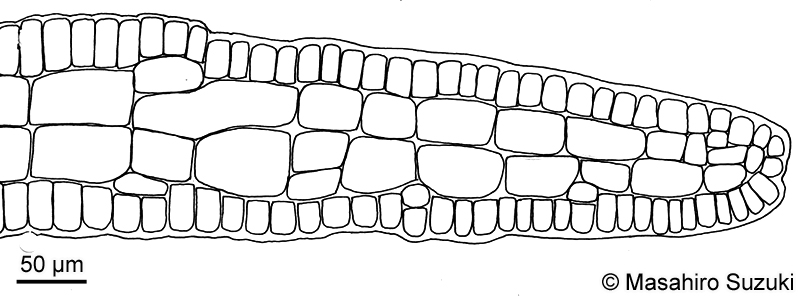 ヘラヤハズ Dictyopteris prolifera