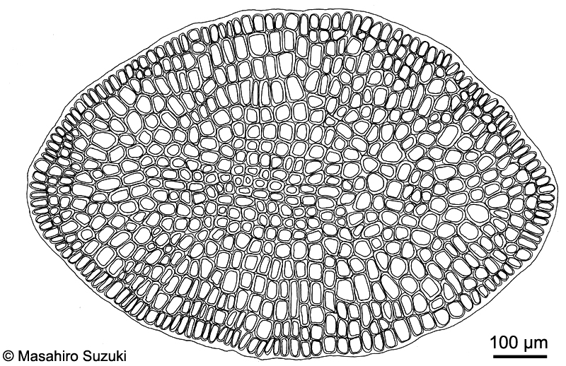 ヘラヤハズ Dictyopteris prolifera