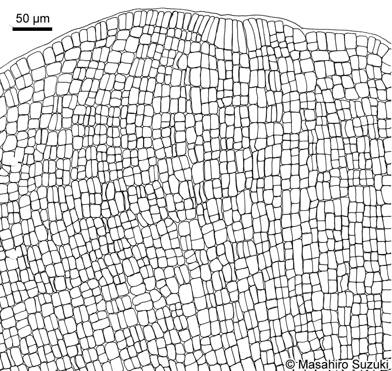 ヘラヤハズ Dictyopteris prolifera