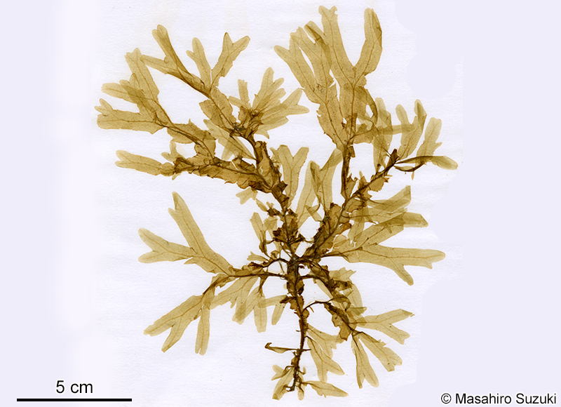 ウスバヤハズ Dictyopteris punctata