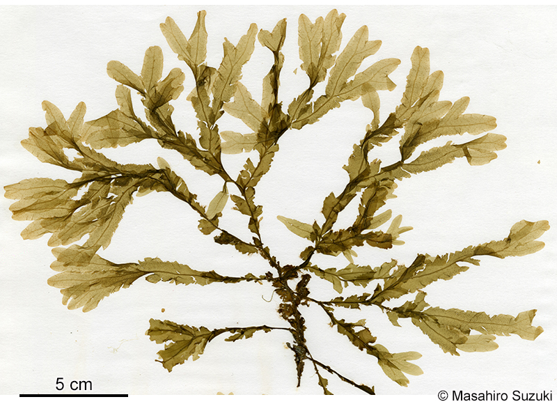 ウスバヤハズ Dictyopteris punctata