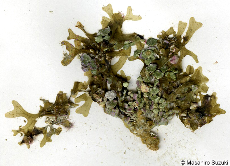 ヒメヤハズ Dictyopteris repens