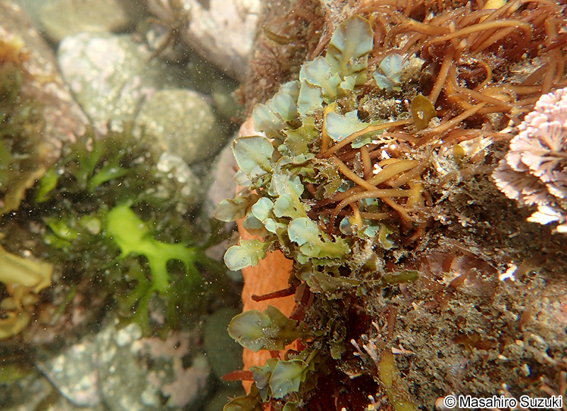 シワヤハズ Dictyopteris undulata