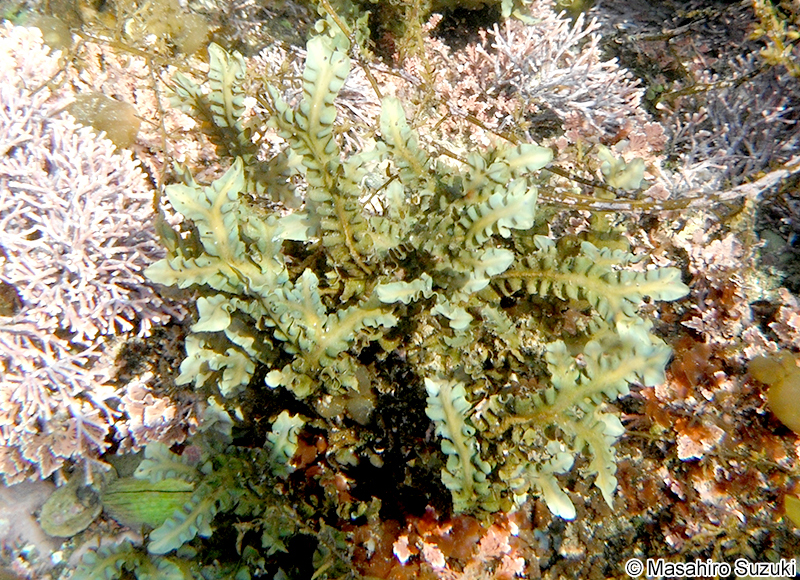 シワヤハズ Dictyopteris undulata