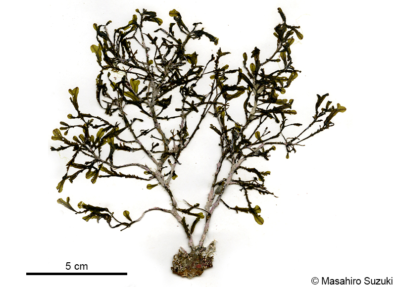 シワヤハズ Dictyopteris undulata